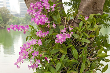 Orchid Flowers on the Tree in Lumphini Park, Bangkok. Thai Orchid Flowers. Beautiful Tropical Flowers. 