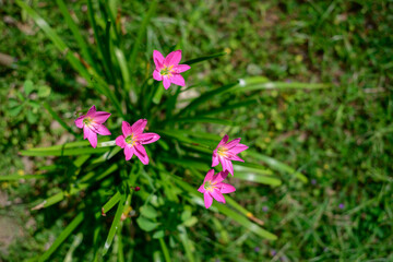 Beautiful Fairy lily flower plant overhead view close-up shot.