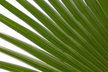 Livistona Chinensis, Green Tropical Palm, Chinese Fan Palm, Fountain Palm, Chinese Fountain Palm