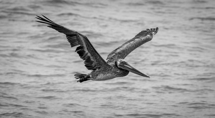 A Pelican in flight
