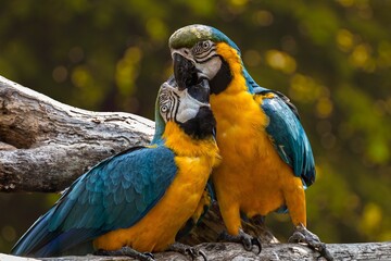 blue and yellow macaw
