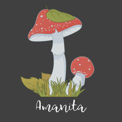 Red Fly Agaric in Grass on Black