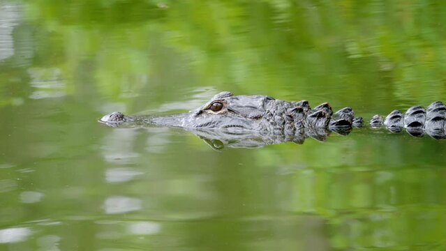 american alligator swimming through a green pond