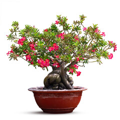 Adenium obesum tree (also known as Desert Rose, Impala Lily, Mock Azalea) in a red concrete pot.