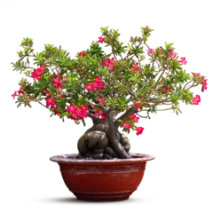 Fotobehang Adenium obesum tree (also known as Desert Rose, Impala Lily, Mock Azalea) in a red concrete pot. © Vung