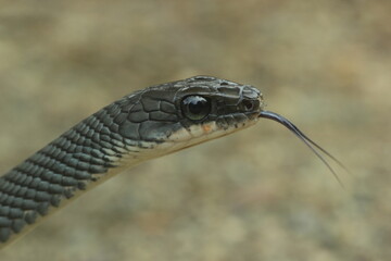 Fototapeta premium snake, snake sticking out its tongue