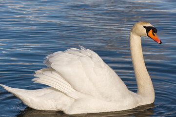 swan on the lake