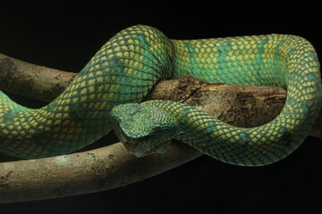 snake, viper, viper snake native to the island of Kalimantan, Indonesia, on a black background