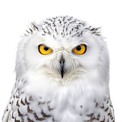 snowy owl face shot , isolated on white background, generative AI