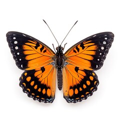 top view orange butterfly, isolated on white background, generative AI