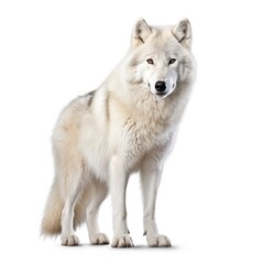 white wolf standing , isolated on white background, generative AI