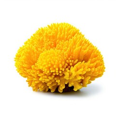 yellow cup coral isolated on white background, generative AI