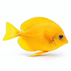 yellow tang fish isolated on white background, generative AI