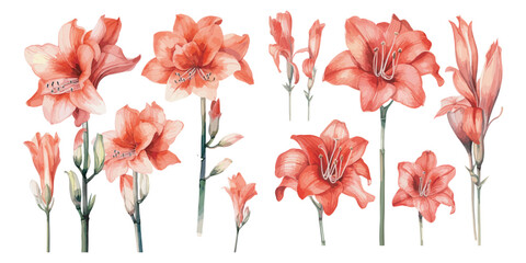 watercolor amaryllis clipart for graphic resources - obrazy, fototapety, plakaty