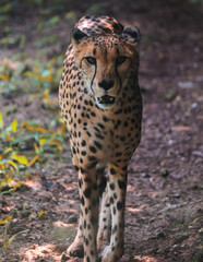 leopard in woods