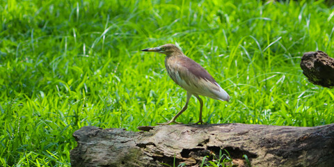 crowned night heron