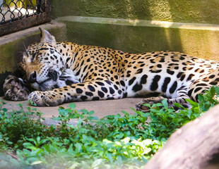 leopard in the zoo