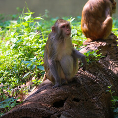 japanese macaque sitting on a tree
