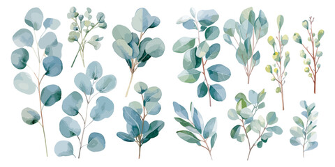 watercolor eucalyptus leaf clipart for graphic resources - obrazy, fototapety, plakaty