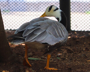 white headed gull