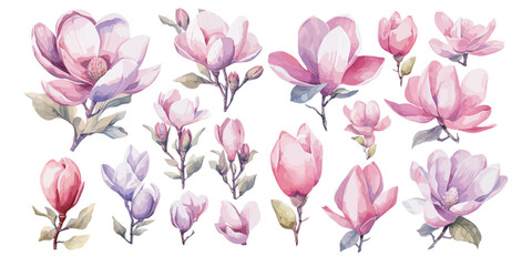 watercolor magnolia clipart for graphic resources - obrazy, fototapety, plakaty
