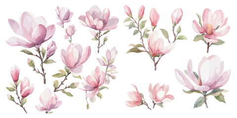 watercolor magnolia clipart for graphic resources © Dgillustration12u