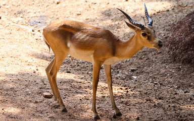 antelope in the zoo