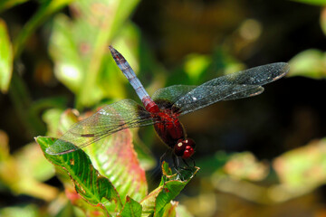 Red dragonfly resting on a leaf.
