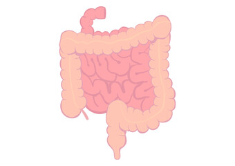 人間の大腸と小腸