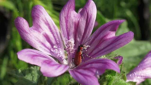 Macro video of insect collecting pollen inside purple malva sylvestris flower among green leaves. Stock video.