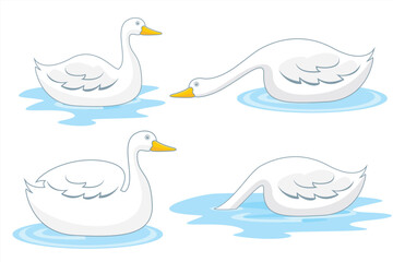 Vector illustration of a goose. Swan swimming in water isolated