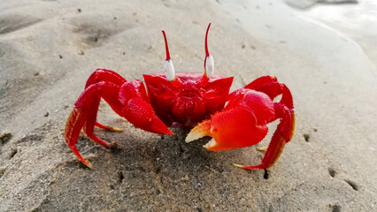 Red crab on sand at sea beach