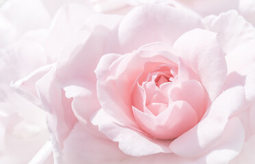 Pale white pink rose flower. Macro flowers background for holiday design. Soft focus