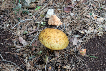 A young  edible mushroom - Obabok blackening - Leccinellum lepidum makes their way through a layer of grass and needles in a coniferous forest near the city of Karmiel, in northern Israel.