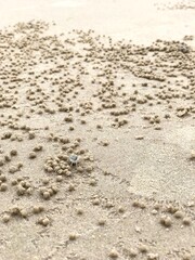 Fototapeta na wymiar crab in sand