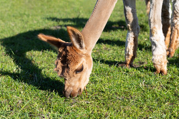 Closeup Face Of Brown Baby Alpaca Animal Eating Green Grass in Meadow. Kria Domestis Camelid Mammal, Lama Pacos At Farm. Horizontal plane.