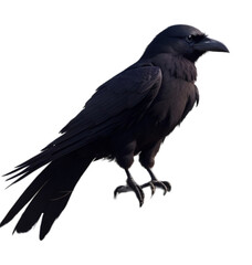 crow on a white background full HD image Transparent background PNG,  ai generative image 