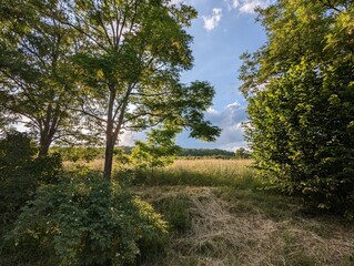 Paysage d'une prairie un soir d'été. Prairie un soir ensoleillé. Lumière de soirée sur la nature. Des arbres, un pré, le soleil doré. Lumière dorée sur un pré.