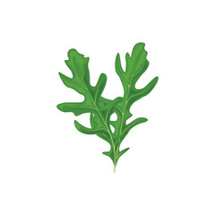 Arugula, green arugula leaf, vegetarian product, fresh green herb for salad. Vector illustration isolated on a white background. Healthy eating.