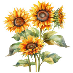 Fototapeta na wymiar Watercolor Sunflower llustration transparent background, PNG ,Generative AI