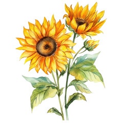 Obraz premium Watercolor Sunflower llustration transparent background, PNG ,Generative AI