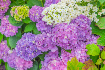 あじさいとカシワバアジサイ