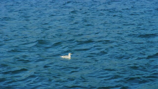Glaucous Gull sits on water in calm Pacific Ocean outside San Francisco Bay