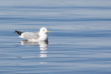 A large white-headed gull swims on the large Onega lake in Karelia.
