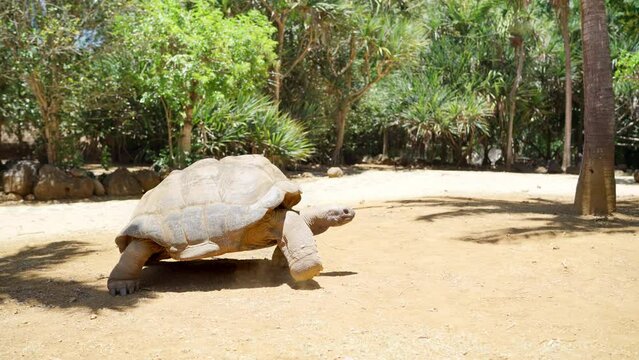 Aldabra giant tortoise endemic species - one of the largest tortoises in the world in the zoo nature park on Mauritius island. Huge reptile slow mo run. Exotic animals and traveling 4K video concept.