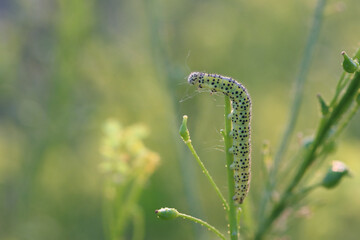 Yellow-green caterpillar with black dots on a light green background
