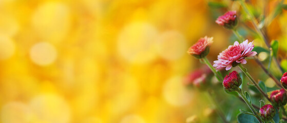 Bright colorful autumn background with chrysanthemum flowers. Floral background in yellow tones.