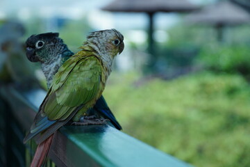 pearly parakeet