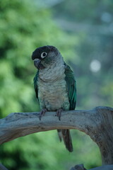 pearly parakeet