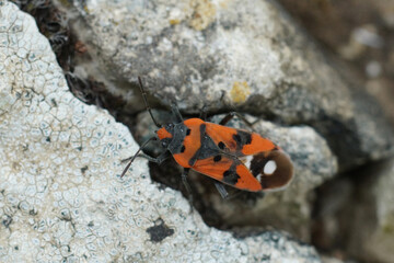 Closeup on the colorful Black-and-Red-bug , Lygaeus equestris crawling among stones